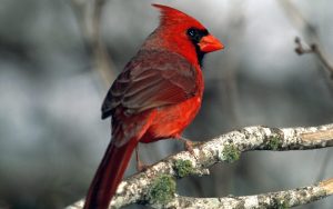 Cardenal rojo