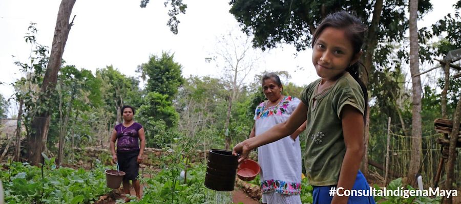 Los pueblos mayas deciden qué cultivas en su territorio