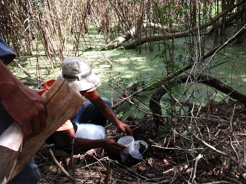 Lorenzo Escalante y su equipo colectando microrganismos en una aguada