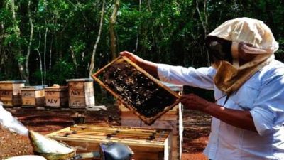 abejas.jpg