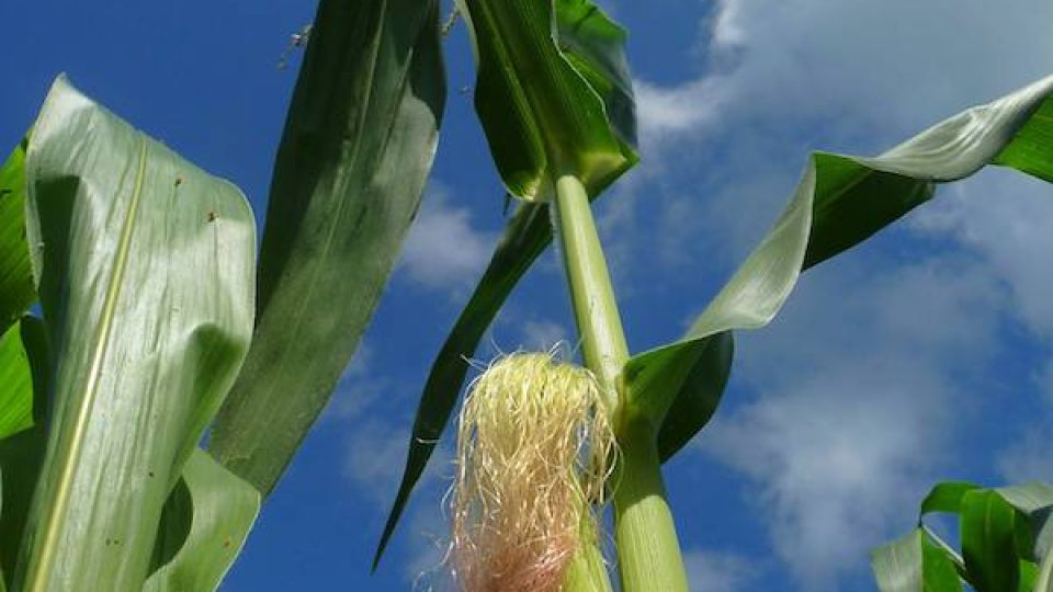 elote02.jpg