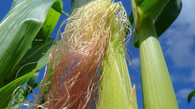 elote04.jpg