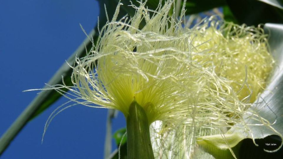 elote05.jpg
